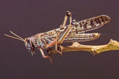 La respiration chez le Criquet - 8mn 41s